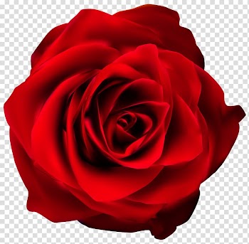 Drawing Rose , maroon frame transparent background PNG clipart