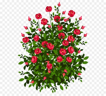 Drawing Rose Paper Art - Red Rose Bush PNG Clipart Picture 