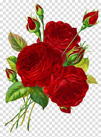Drawing Rose Red , roses transparent background PNG clipart