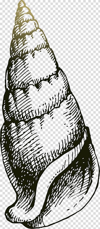 Drawing Sea snail, Hand painted black lines Conch transparent background PNG clipart
