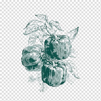 Drawing Seed Pixel, Sketch free chili transparent background PNG clipart
