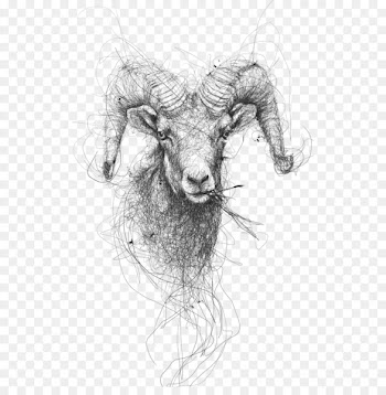 Drawing Sheep Pencil Illustration - Sketch Goat 