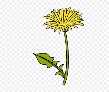 Drawing Sketch Image Cartoon 0 - dandilion vector 