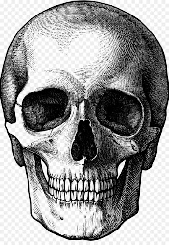 Drawing Skull Fun Stuff to Draw Art Sketch - skulls 