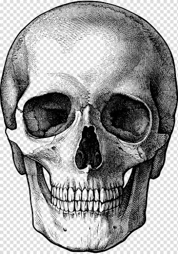 Drawing Skull Sketch, skull transparent background PNG clipart