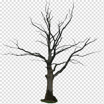 Drawing Tree Branch Line art , tree transparent background PNG clipart