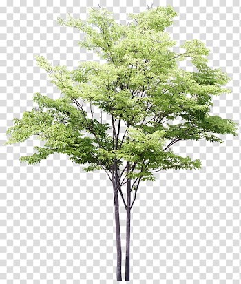 Drawing Tree Watercolor painting Sketch, tree transparent background PNG clipart