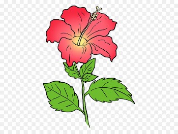 Drawing, Tutorial, Coloring Book, Flower, Hawaiian Hibiscus PNG