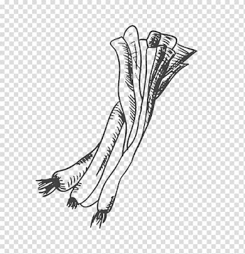 Drawing Vegetable Allium fistulosum Scallion, Hand-painted vegetables transparent background PNG clipart