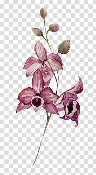 Drawing Watercolor painting Botanical illustration Flower, flower transparent background PNG clipart