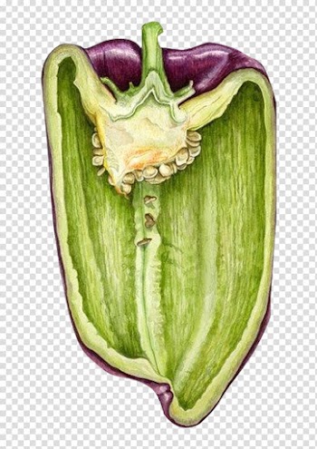 Drawing Watercolor painting Botanical illustration Illustration, Painted Vegetables transparent background PNG clipart