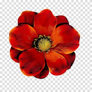 Drawing Watercolor painting Flower, poppy transparent background PNG clipart