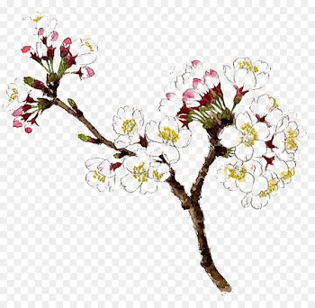 Drawing Watercolor painting Flower - White Pear picture material 