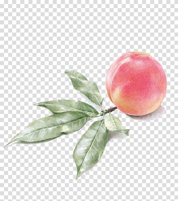 Drawing Watercolor painting Peach, peach transparent background PNG clipart