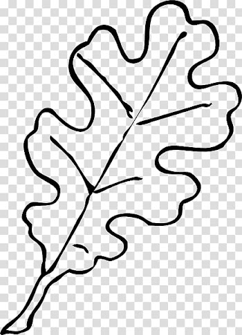 Drawing White oak Leaf , leaves black and white transparent background PNG clipart