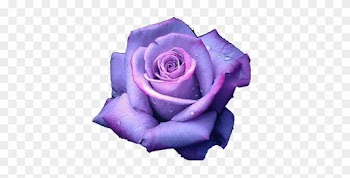 Drawings Of Purple Roses