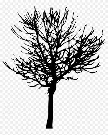 Drawn Branch Olive Branch - Transparent Background Tree