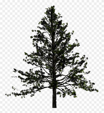 Drawn Fir Tree Transparent - Pine Tree Png
