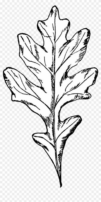 Drawn Foliage Red Oak Leaf - White Oak Leaf Clip Art