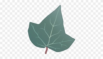 Drawn Leaf Ivy Leaf - Ivy Leaf Vector