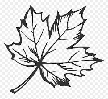 Drawn Maple Leaf Doodle - Maple Leaf Line Drawing
