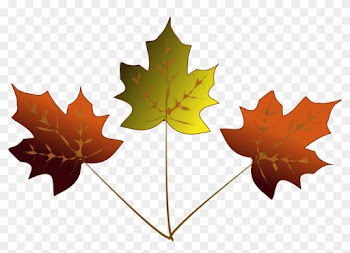 Drawn Maple Leaf Transparent - 3 Maple Leafs Drawing