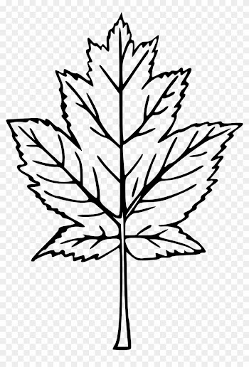 Drawn Maple Leaf Transparent - Transparent Hand Drawn Tree Png
