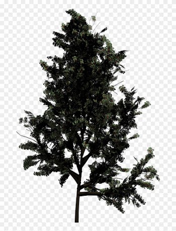 Drawn Pine Tree Blender - Top View Of Trees
