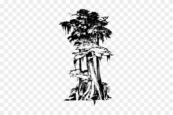 Drawn Tree Cypress Tree - Louisiana Cypress Tree Drawing