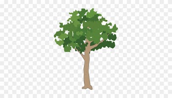 Drawn Tree Rainforest - Rainforest Tree Vector Png