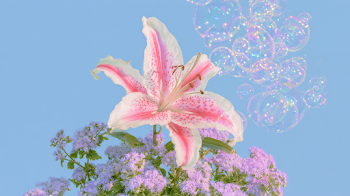 Dreamlike Oriental Lily Surrounded by Floating Bubbles
