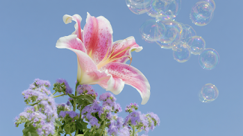 Dreamlike Pink and White Oriental Lily with Soap Bubbles