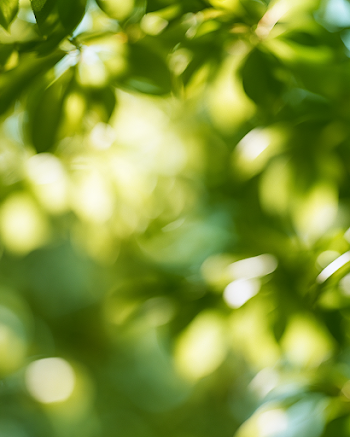 Dreamy Abstract Greenery