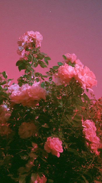 Dreamy Pink Roses Under Night Sky