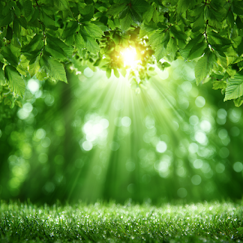 Dreamy Spring Nature Canopy
