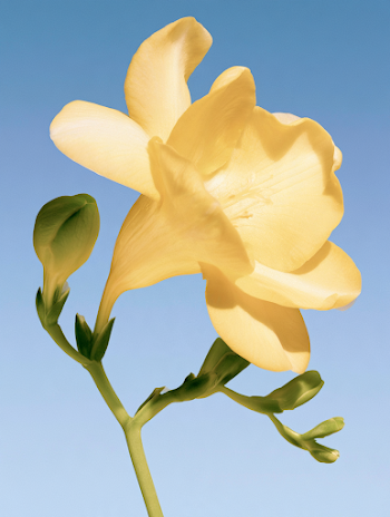 Dreamy Yellow Freesia Closeup