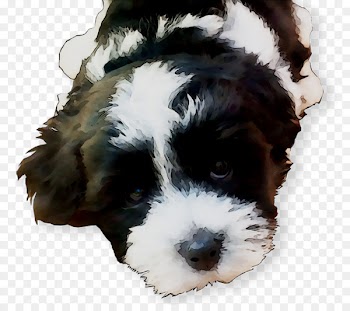 Drentse Patrijshond Cavalier King Charles Spaniel Cockapoo Cavapoo -  