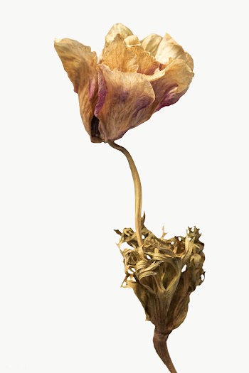 Dried anemone flower design element | Free  transparent png - 2338593