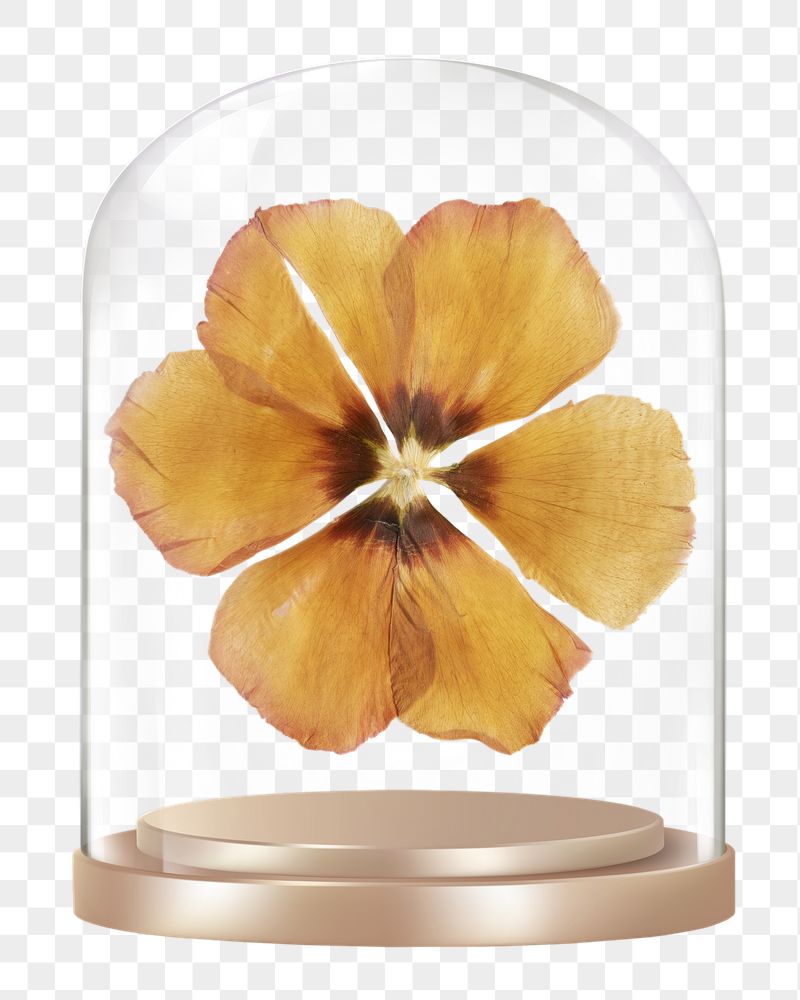 Dried anemone png glass dome | Free PNG - rawpixel