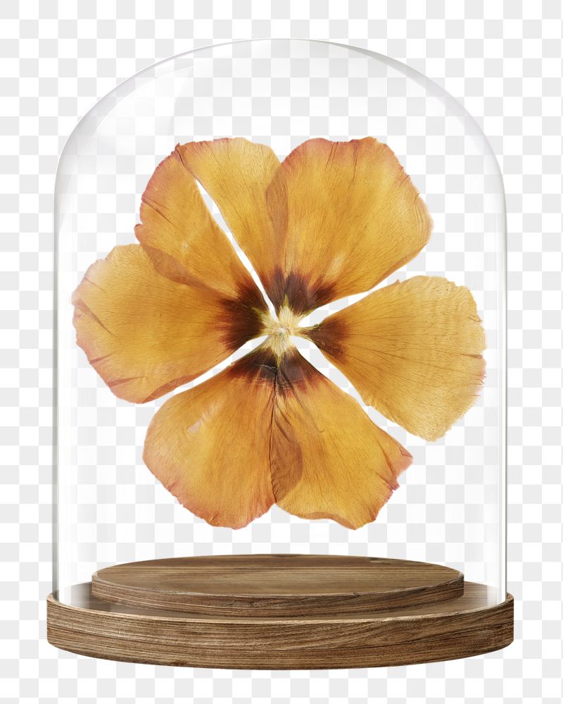 Dried anemone png glass dome | Free PNG - rawpixel