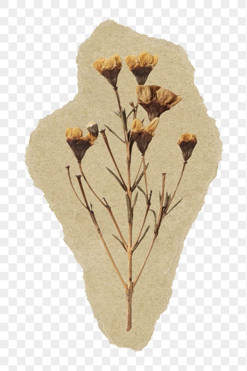 Dried Autumn flower png sticker, | Free PNG - rawpixel