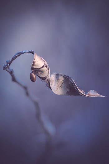 Dried Bean
