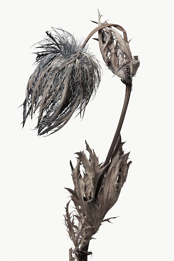 Dried blue thistle flower design element | Free  transparent png - 2339736