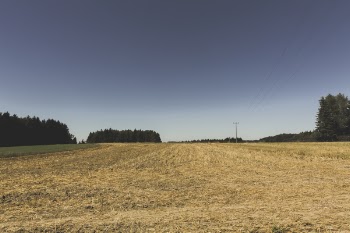 Dried Brown Grass Field