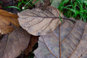 Dried Brown Leaves