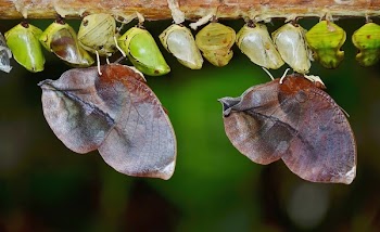 Dried Brown Leaves