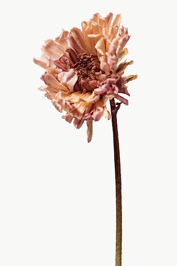 Dried chrysanthemum flower design element | Free  transparent png - 2338319