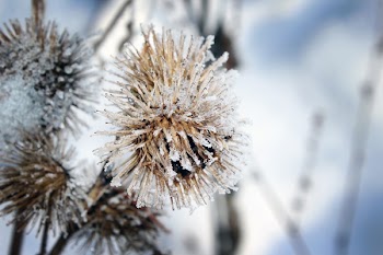 Dried Dandelion
