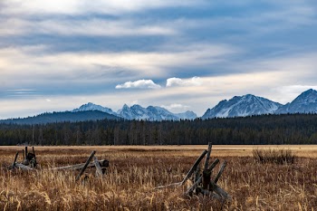 Dried Fields