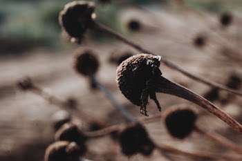 Dried flower buds closeup